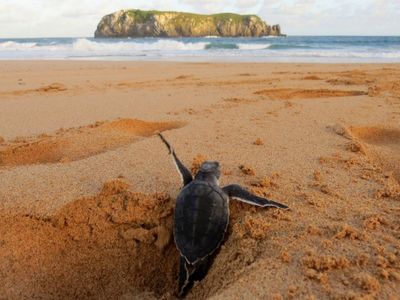 Observadores da Natureza recebem registros de fauna em Fernando de Noronha