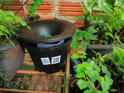 Saúde de Goiânia instala armadilhas contra Aedes aegypti em pontos estratégicos