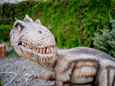 Reforma de Dino