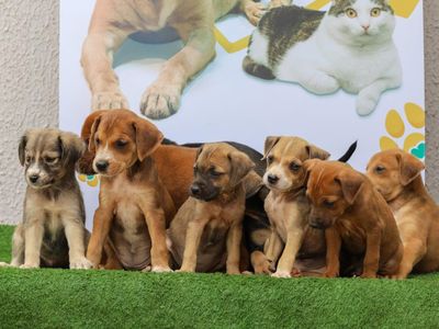 Aparecida de Goiânia realiza feira de adoção de cães e gatos neste sábado