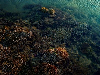 Recifes de Coral Resistentes