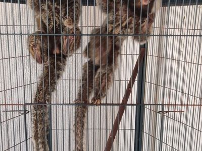 Homem é multado por manter saguis em cativeiro em Presidente Prudente