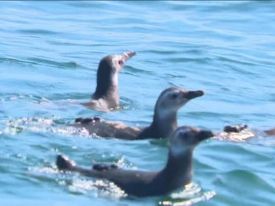 Seis pinguins-de-Magalhães voltam ao mar após reabilitação no Rio