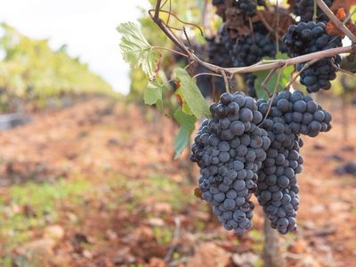 Goiás dobra produção de uvas em quatro anos e se firma como nova fronteira do vinho brasileiro