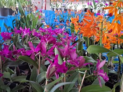 Como adaptar o cultivo de orquídeas ao clima seco do cerrado goiano