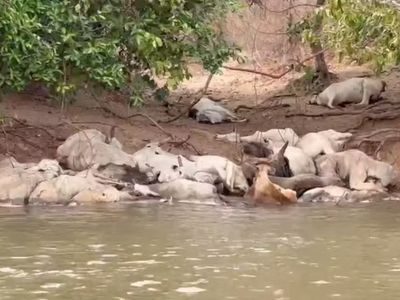 PMA investiga gado magro às margens do Rio Taquari em Coxim