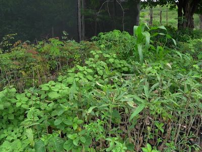 Agroecologia e recaatingamento mudam paisagem e vida de famílias no Sertão