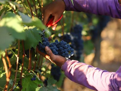 Produção de uva dobra em Goiás e impulsiona rota do vinho no Cerrado