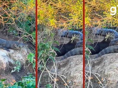 Capivara descansa entre jacarés na Transpantaneira e vídeo repercute nas redes