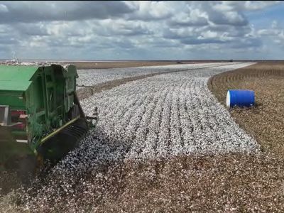 Exportações de algodão para a Índia batem recorde e abrem mercado para produtores goianos