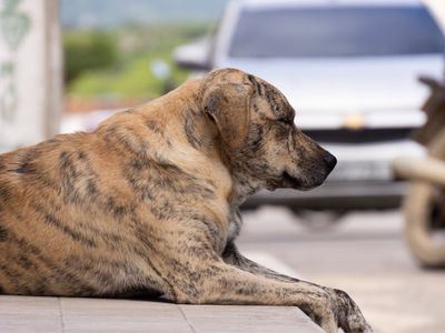 Multa por Crueldade Animal
