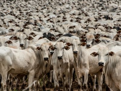 Goiás lidera rebanho bubalino no Centro-Oeste com expansão da criação