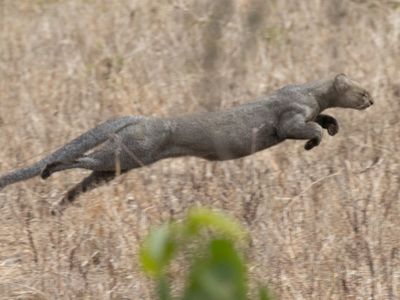 Jaguarundi passa a ser considerado 'quase ameaçado' pela IUCN e alerta para conservação no Cerrado