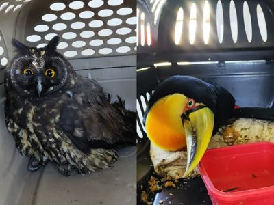 Coruja mocho-diabo e tucano-de-bico-verde são resgatados em Tapiraí