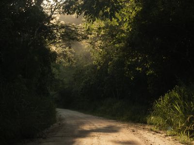 Brasil pode recuperar 13 milhões de hectares de florestas