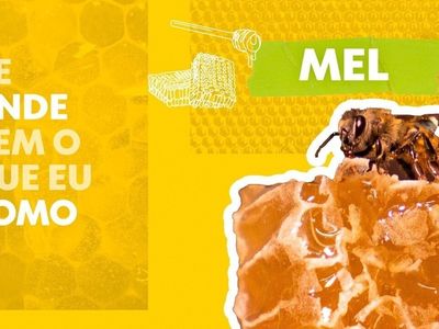 Como um acidente com abelhas africanas mudou a apicultura no Brasil