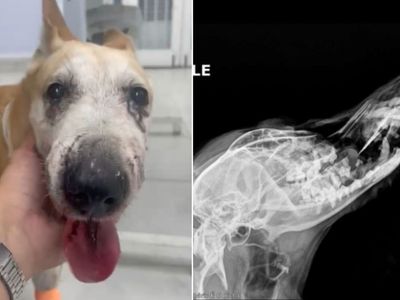 Cadela tem focinho fraturado em ataque de American Bully; caso levanta debate em Goiânia