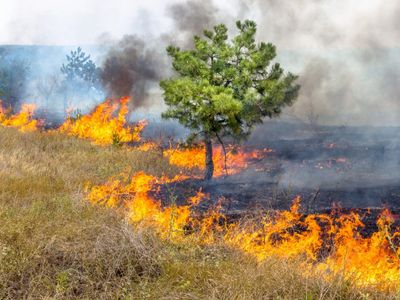 Umidade cai a 12% em Goiânia e queimadas elevam risco à saúde