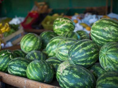 Demanda por melancia impulsiona investimentos e amplia produção em Goiás