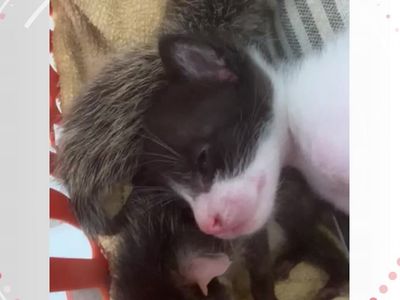 Gata amamentando adota filhotes de gambá abandonados em Vila Velha