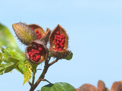 Safra de urucum em SP rende abaixo do custo e pressiona cadeia produtiva