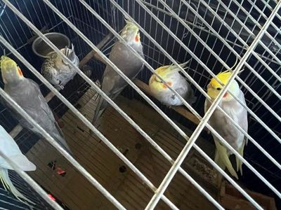 Operação conjunta retira aves exóticas de Fernando de Noronha