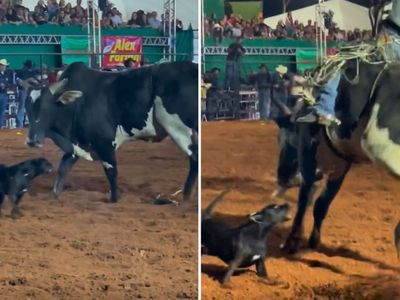 Cadela invade arena de rodeio em Ouvidor e enfrenta touro; vídeo viraliza
